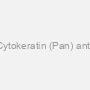 Anti-Cytokeratin (Pan) antibody